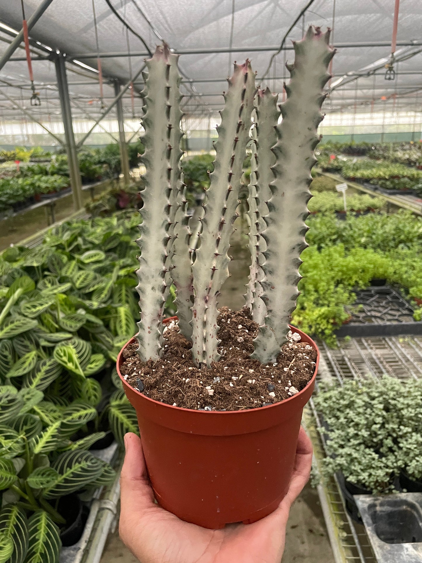Succulent Euphorbia 'Dragon Bone' | Cactus Clint