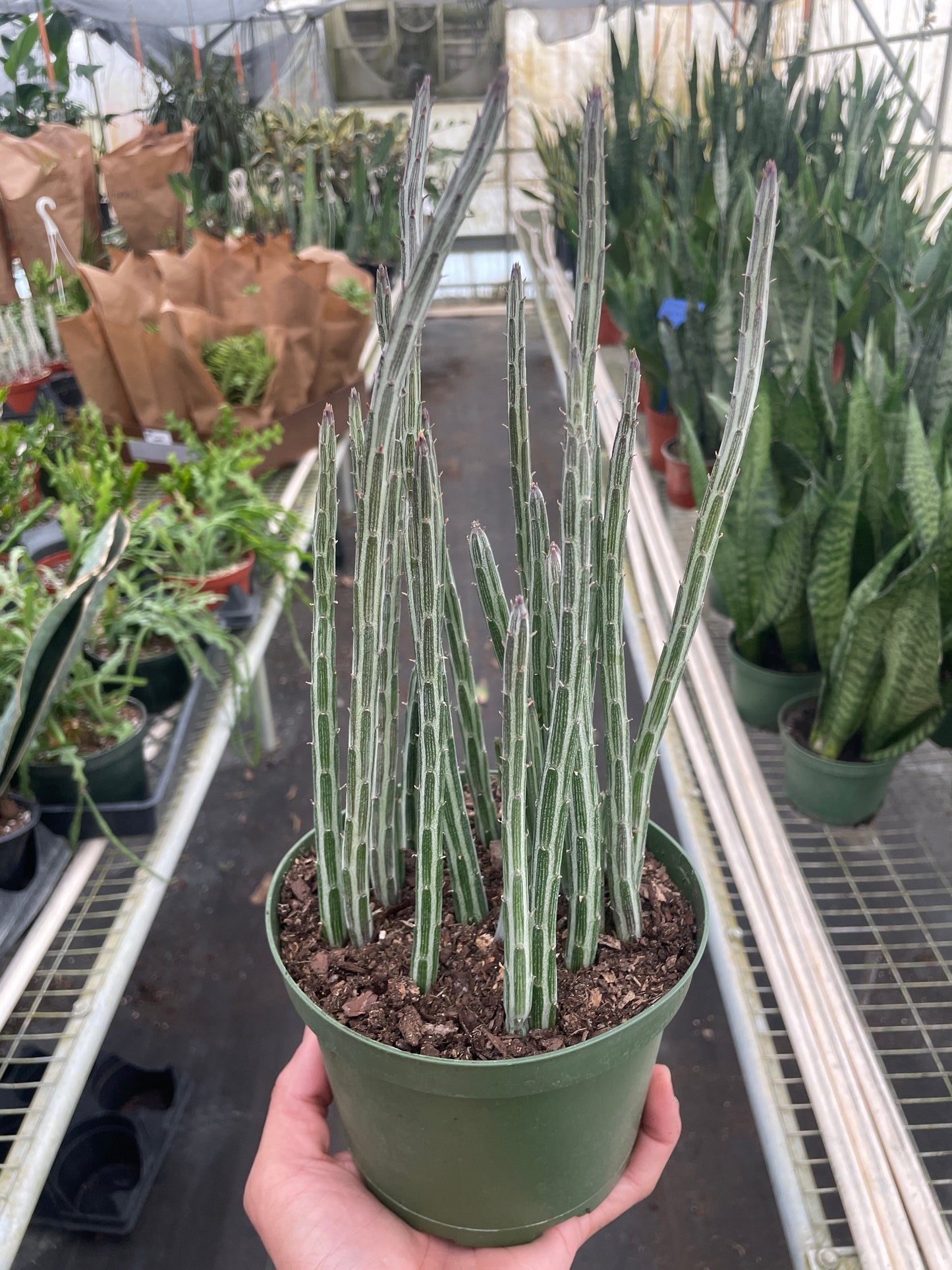 Senecio Stapeliiformis Pickle Plant | Cactus Clint