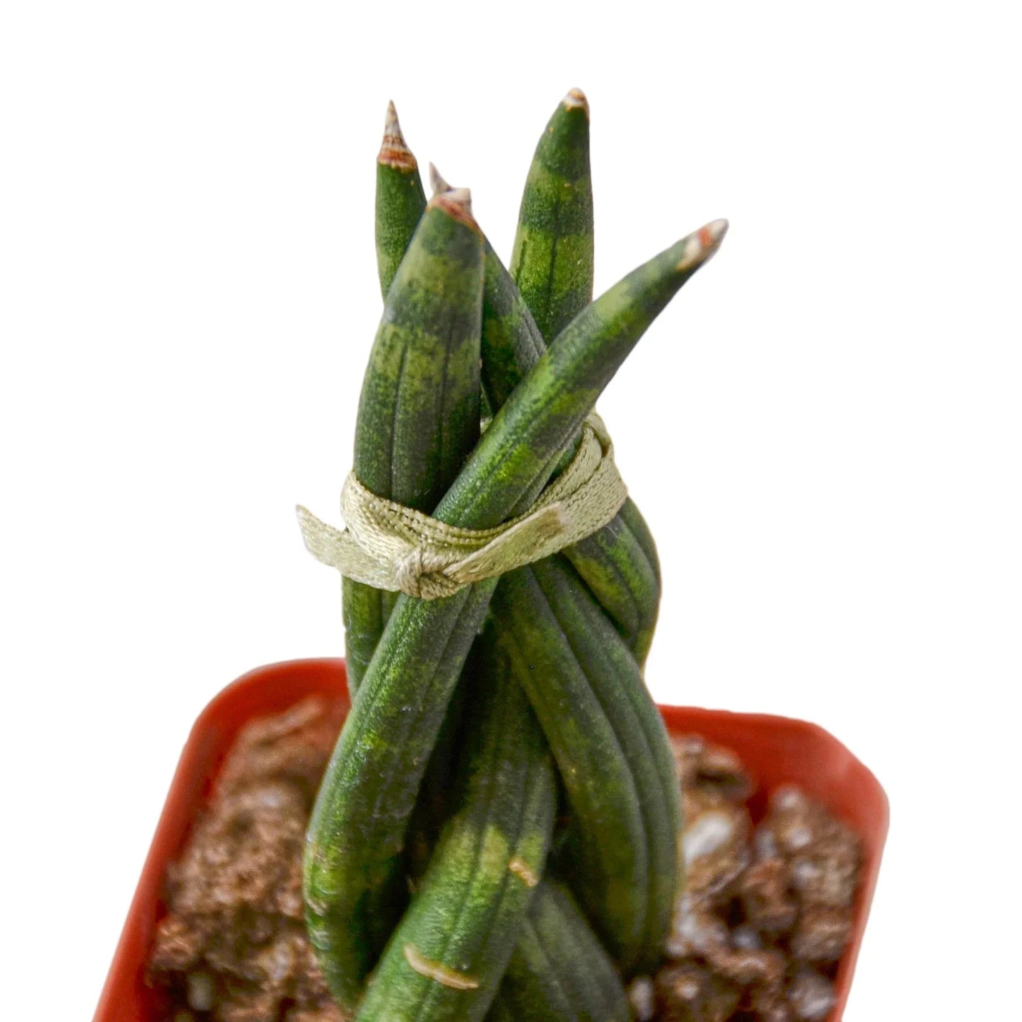 Snake Plant Braided | Cactus Clint