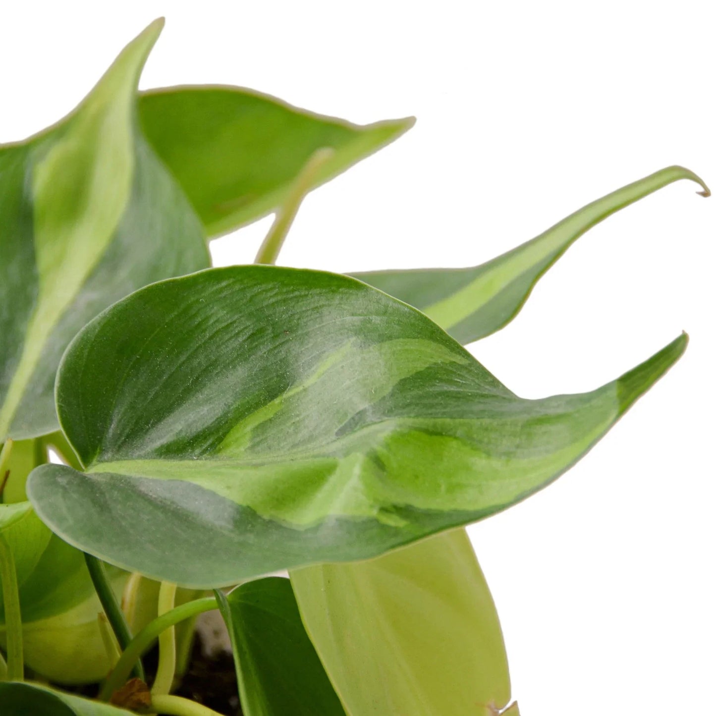 Philodendron 'Brasil' | Cactus Clint