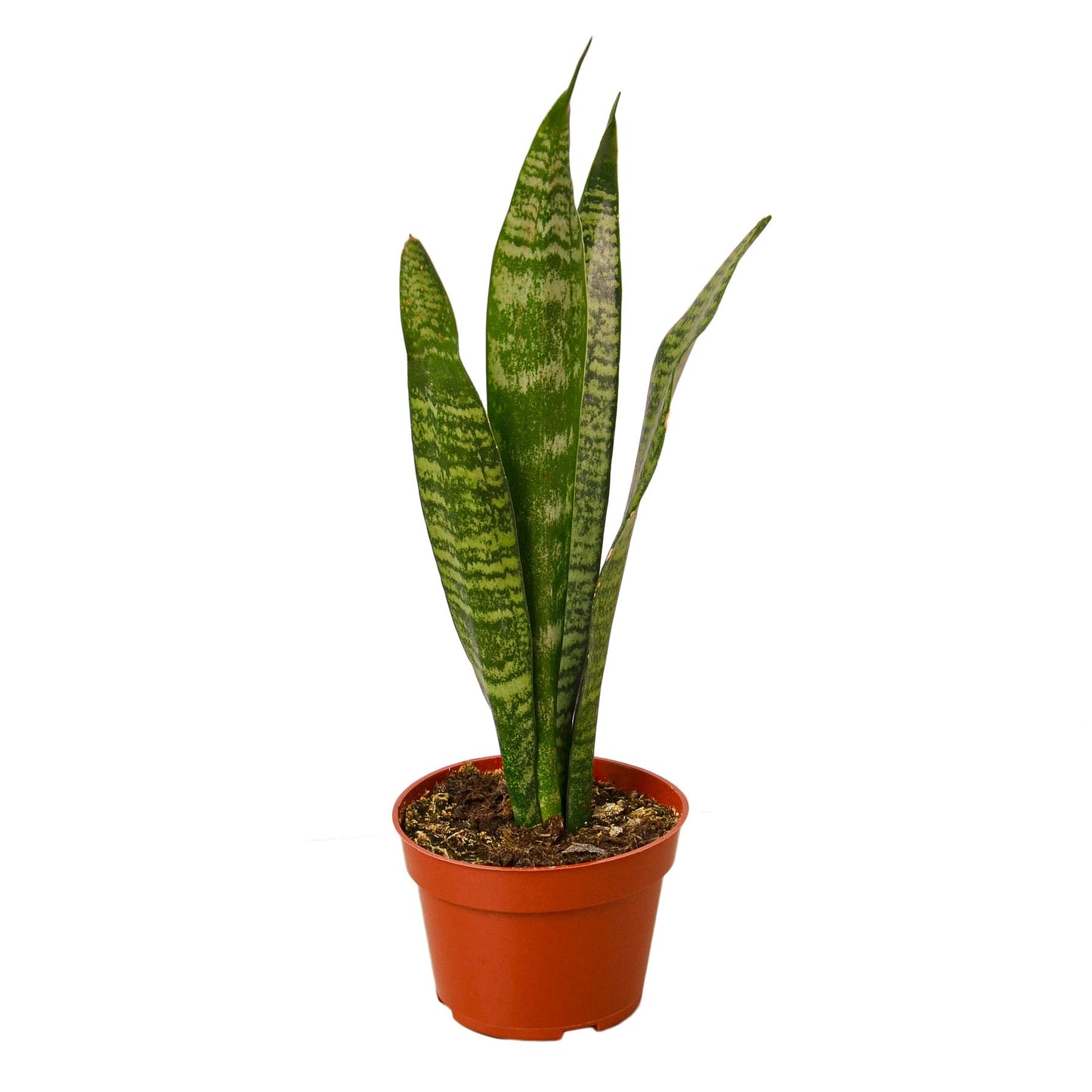Snake Plant 'Zeylanica' | Cactus Clint