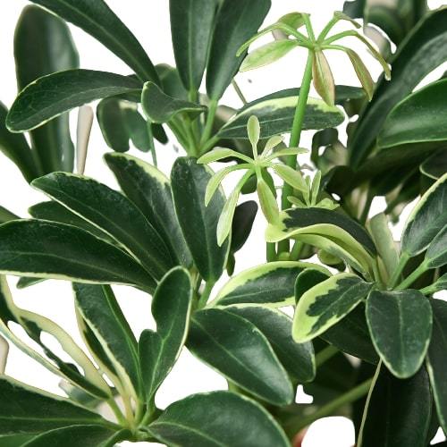 Schefflera Moonlight 'Umbrella Plant' | Cactus Clint