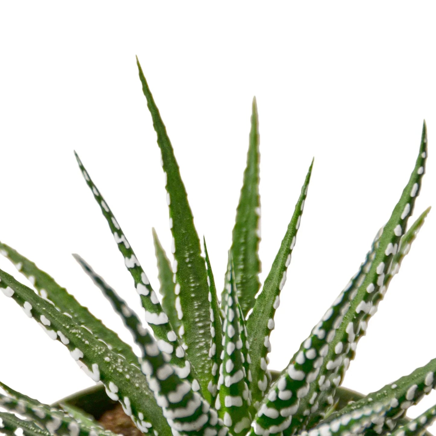 Zebra Succulent | Cactus Clint