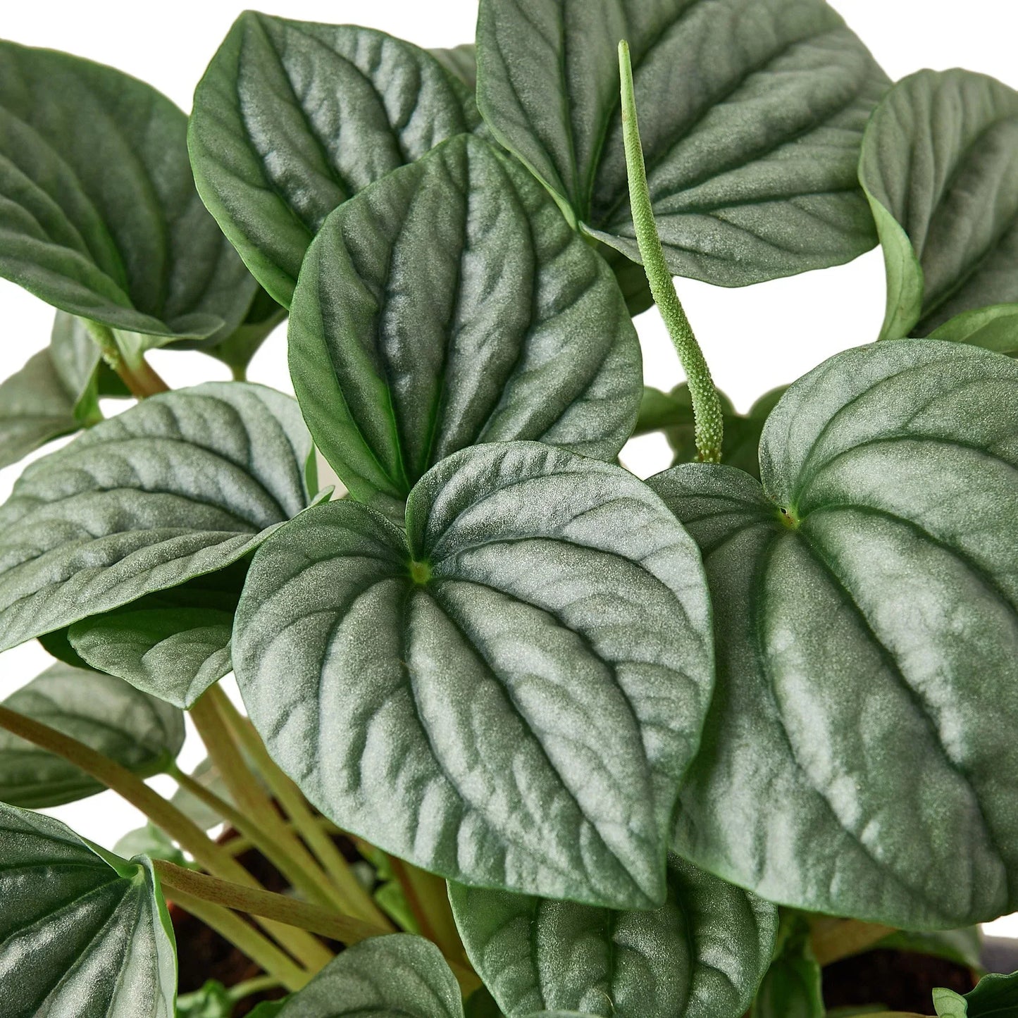 Peperomia 'Frost' | Cactus Clint