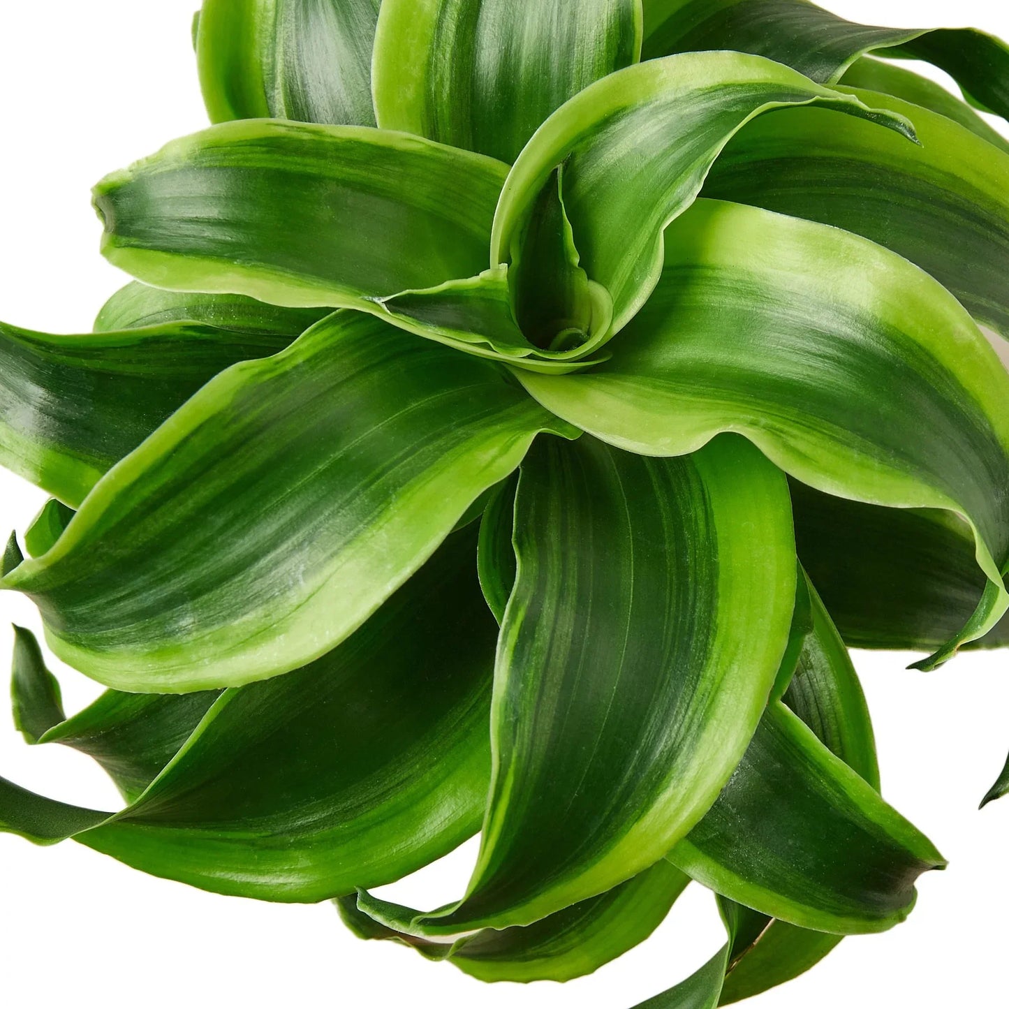 Dracaena 'Tornado' | Cactus Clint
