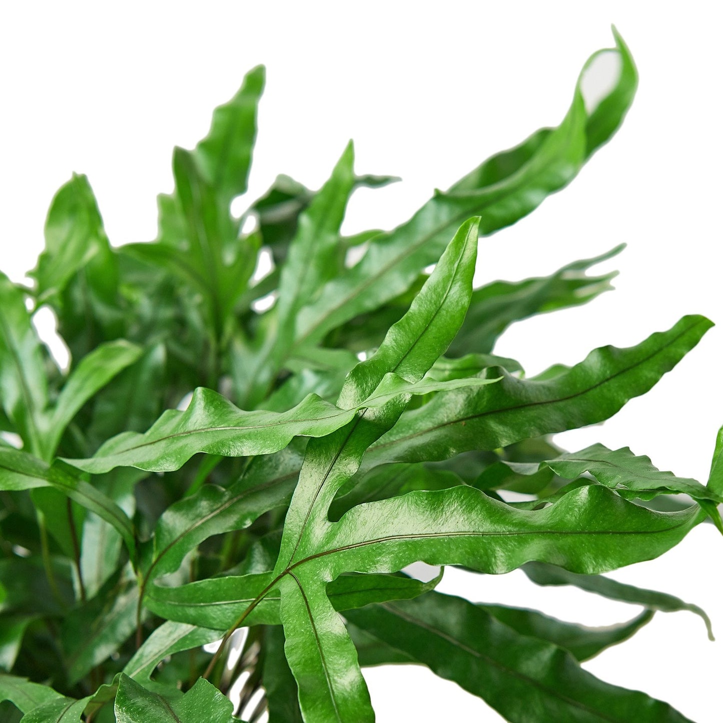 Fern 'Kangaroo Paw' | Cactus Clint