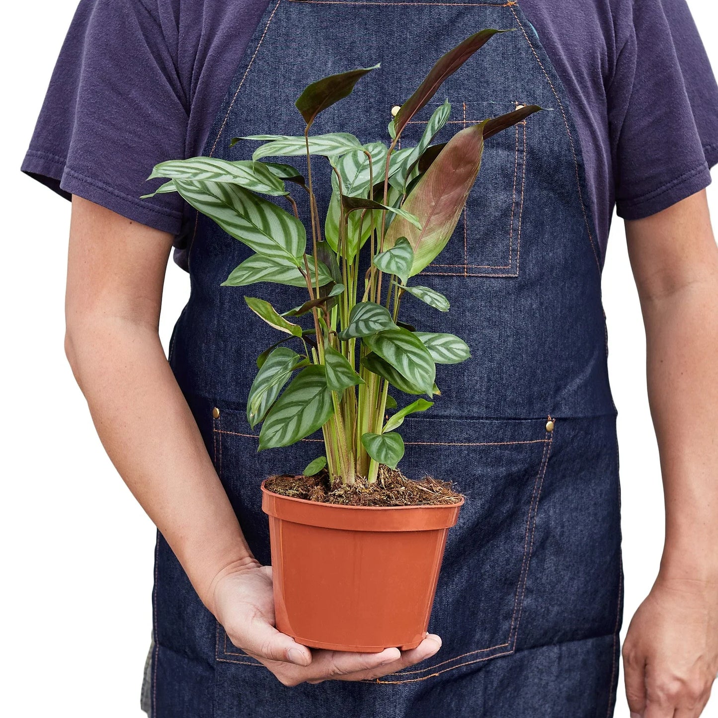 Calathea 'Grey Star' | Cactus Clint