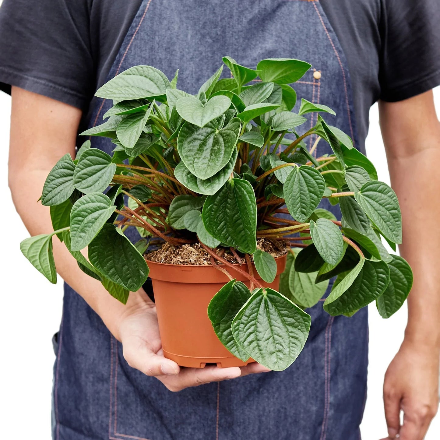 Peperomia 'Rana Verde' | Cactus Clint