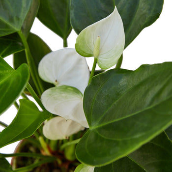 Anthurium 'White' | Cactus Clint