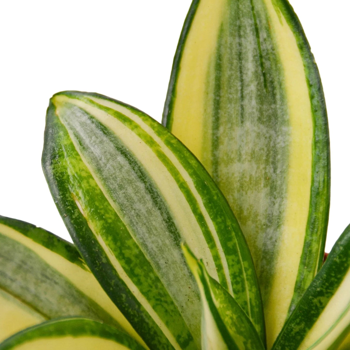 Snake Plant Gold Hahnii | Cactus Clint