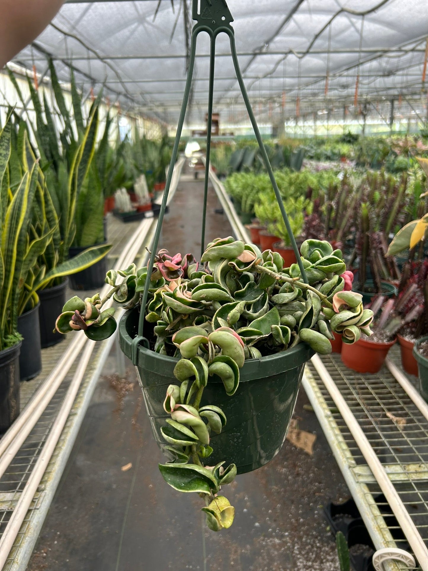 Hoya 'Rope Plant' Variegated | Cactus Clint