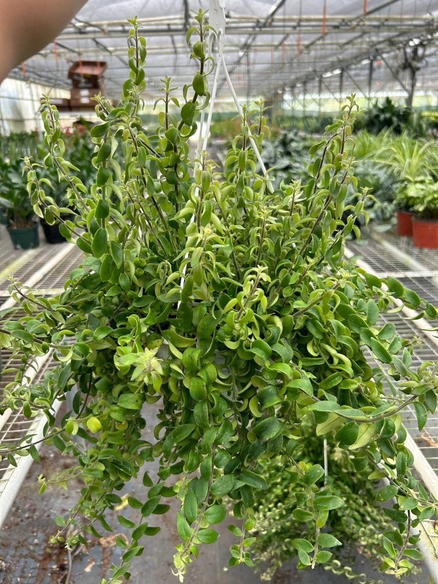 Curly Lipstick Plant | Cactus Clint