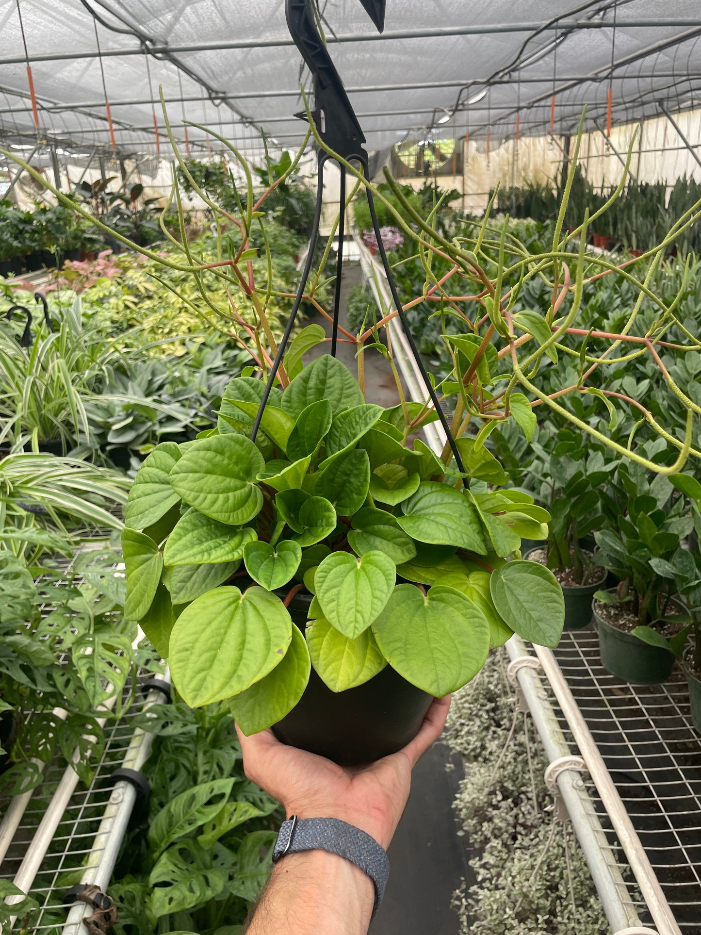 Peperomia 'Rana Verde' | Cactus Clint