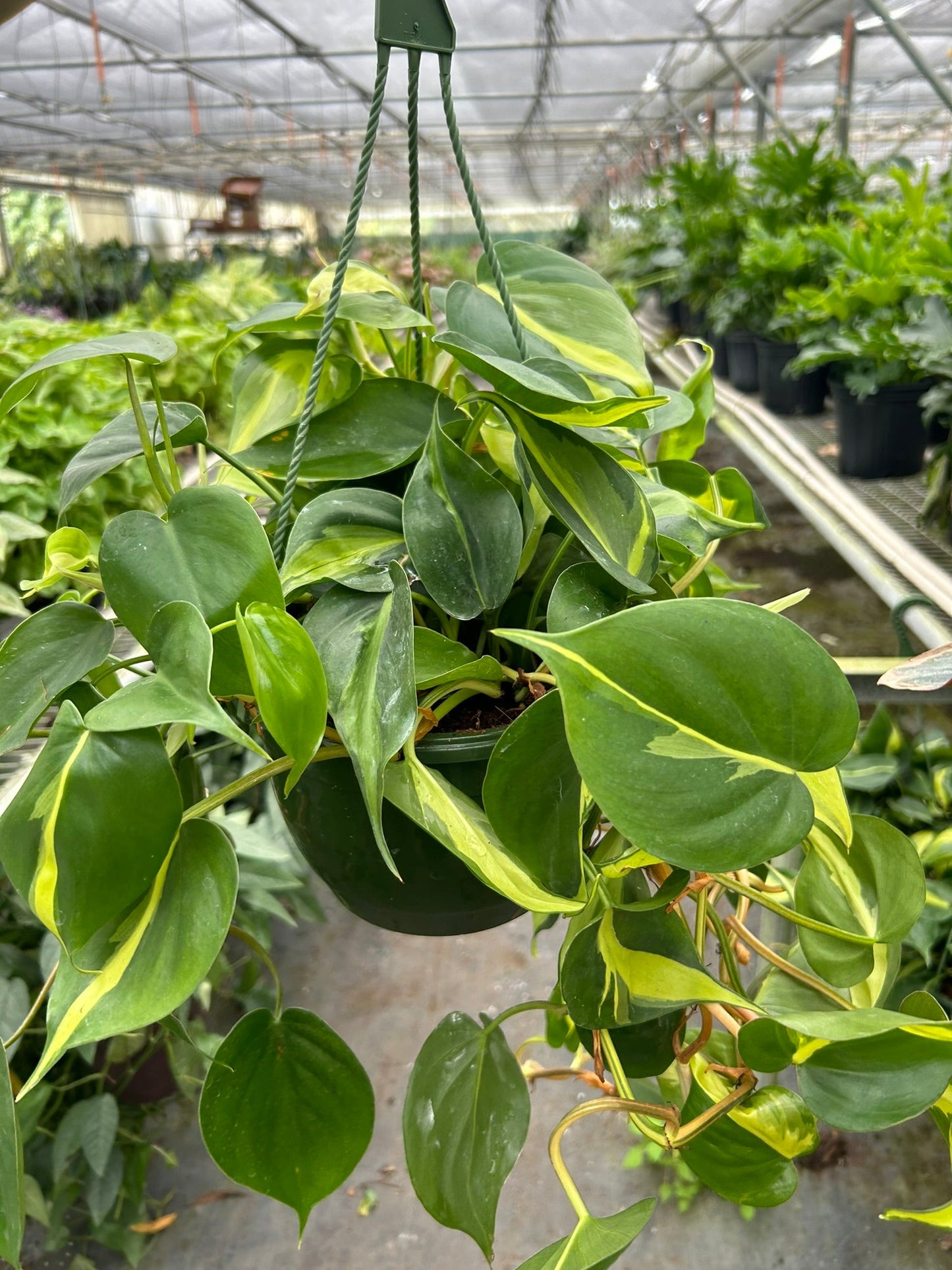 Philodendron 'Brasil' | Cactus Clint