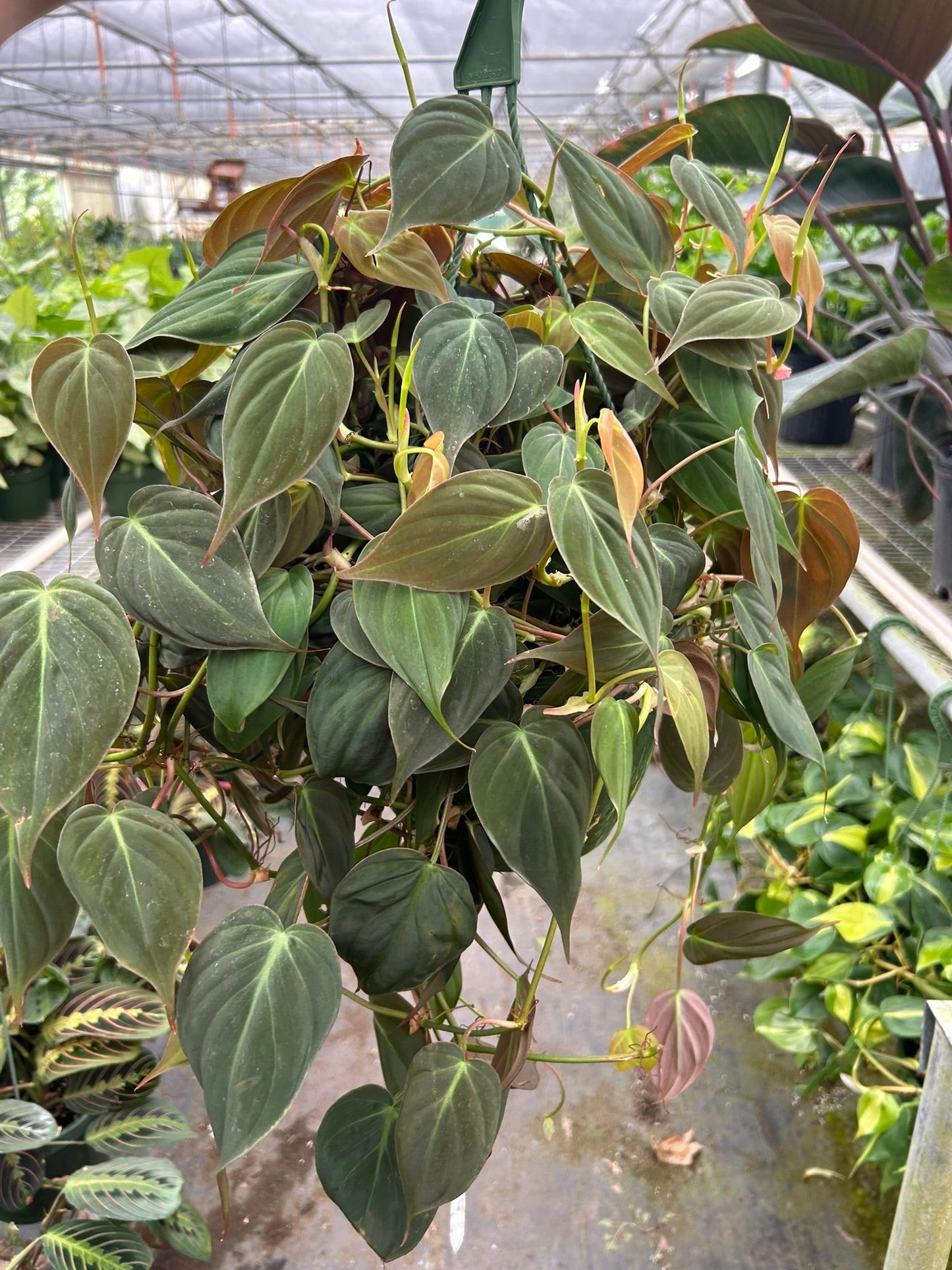 Philodendron 'Velvet' | Cactus Clint