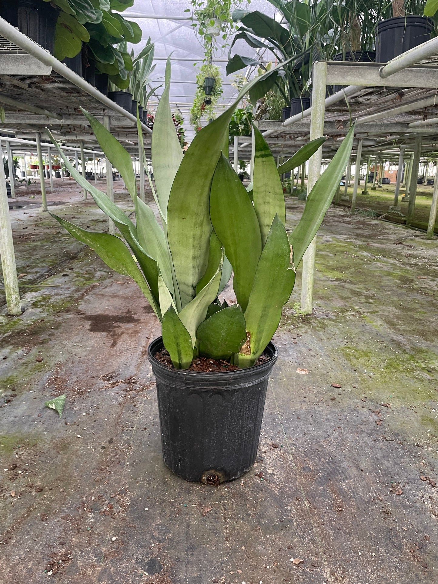 Snake Plant Moonshine | Cactus Clint