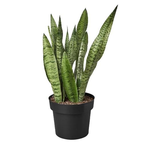 Snake Plant 'Zeylanica' | Cactus Clint