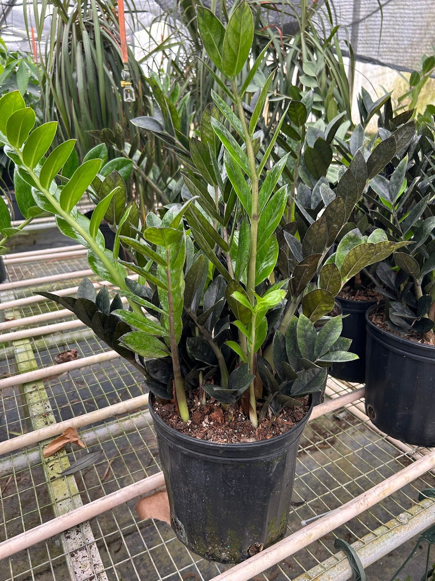 ZZ Zamioculcas 'Black Queen' | Cactus Clint
