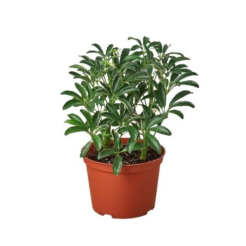 Schefflera Moonlight 'Umbrella Plant' | Cactus Clint