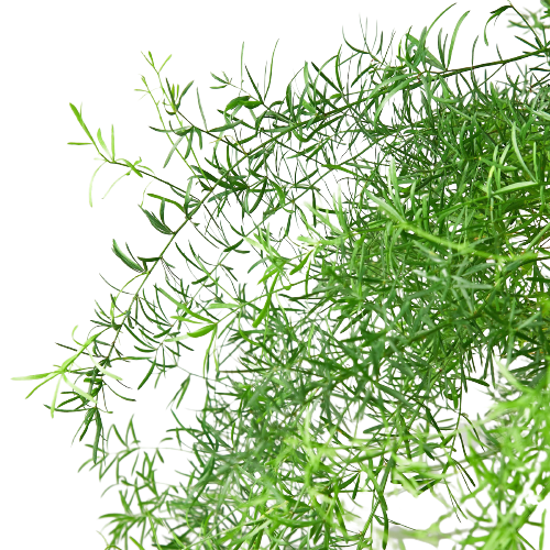 Fern 'Sprengeri' | Cactus Clint
