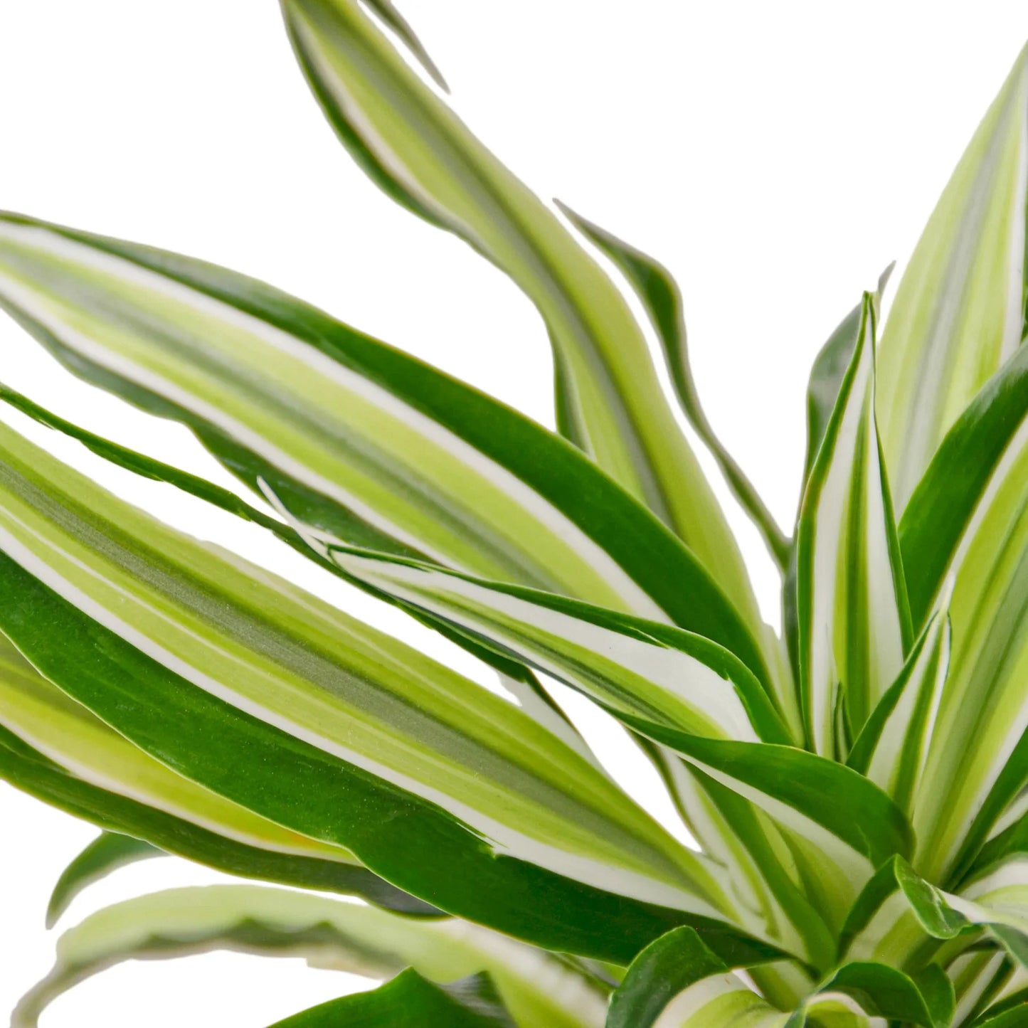 Dracaena 'Malaika' | Cactus Clint