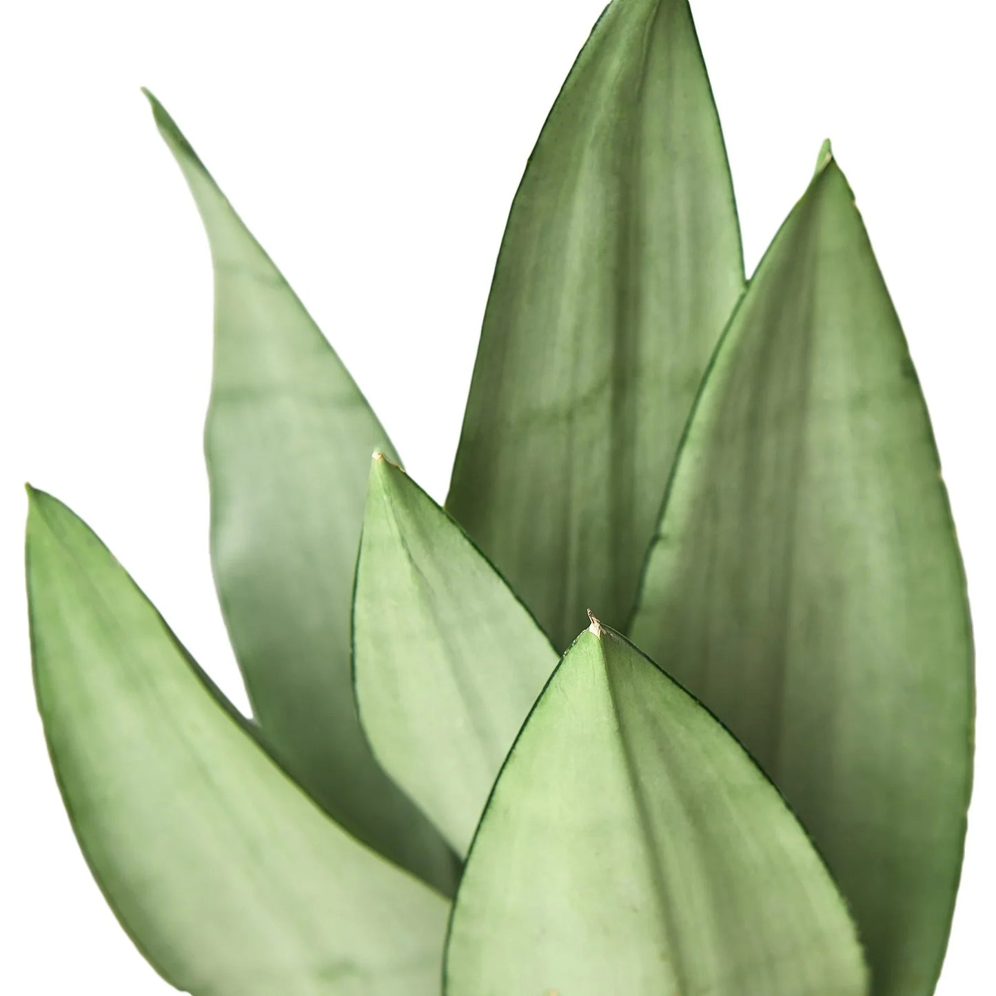 Snake Plant Moonshine | Cactus Clint