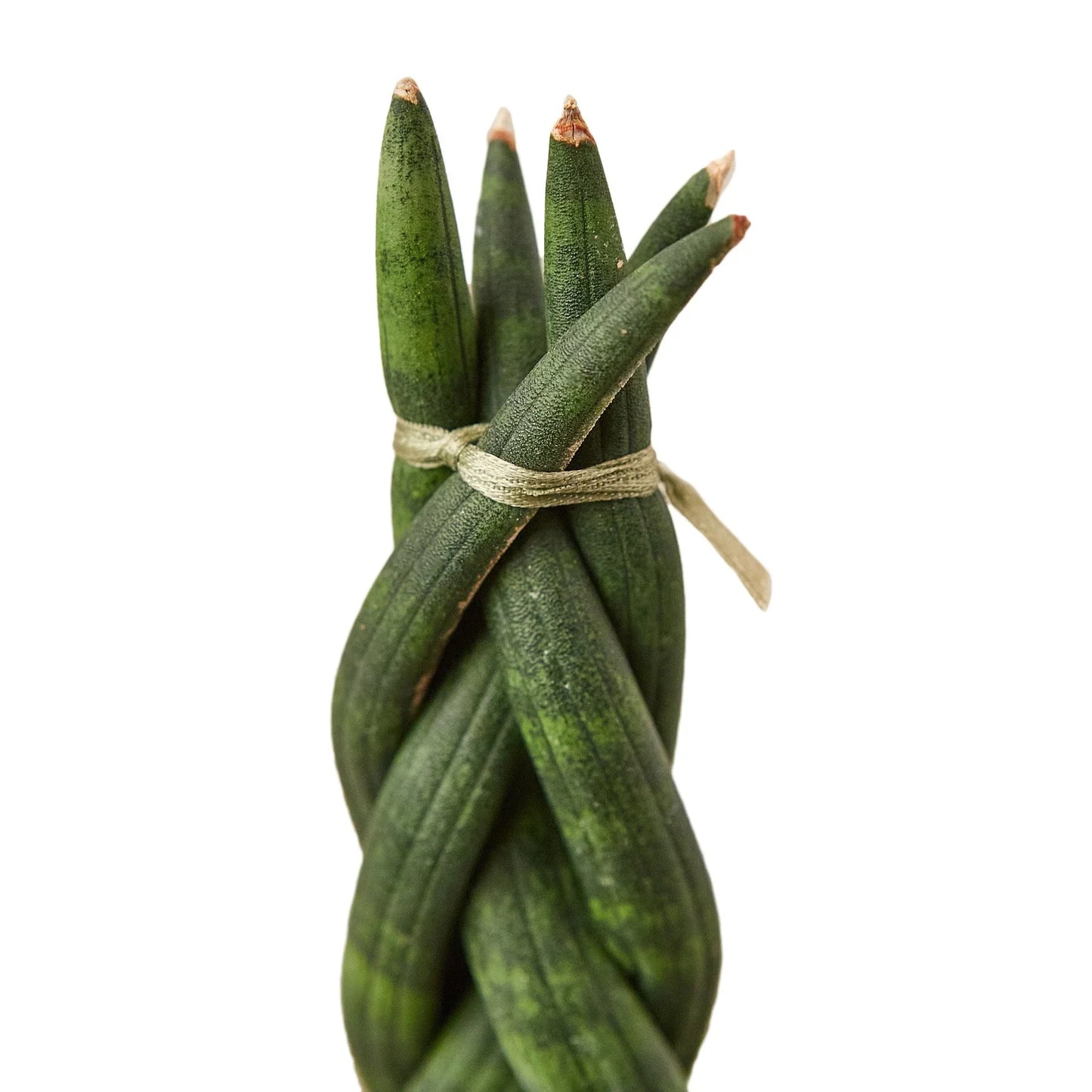 Snake Plant Braided | Cactus Clint