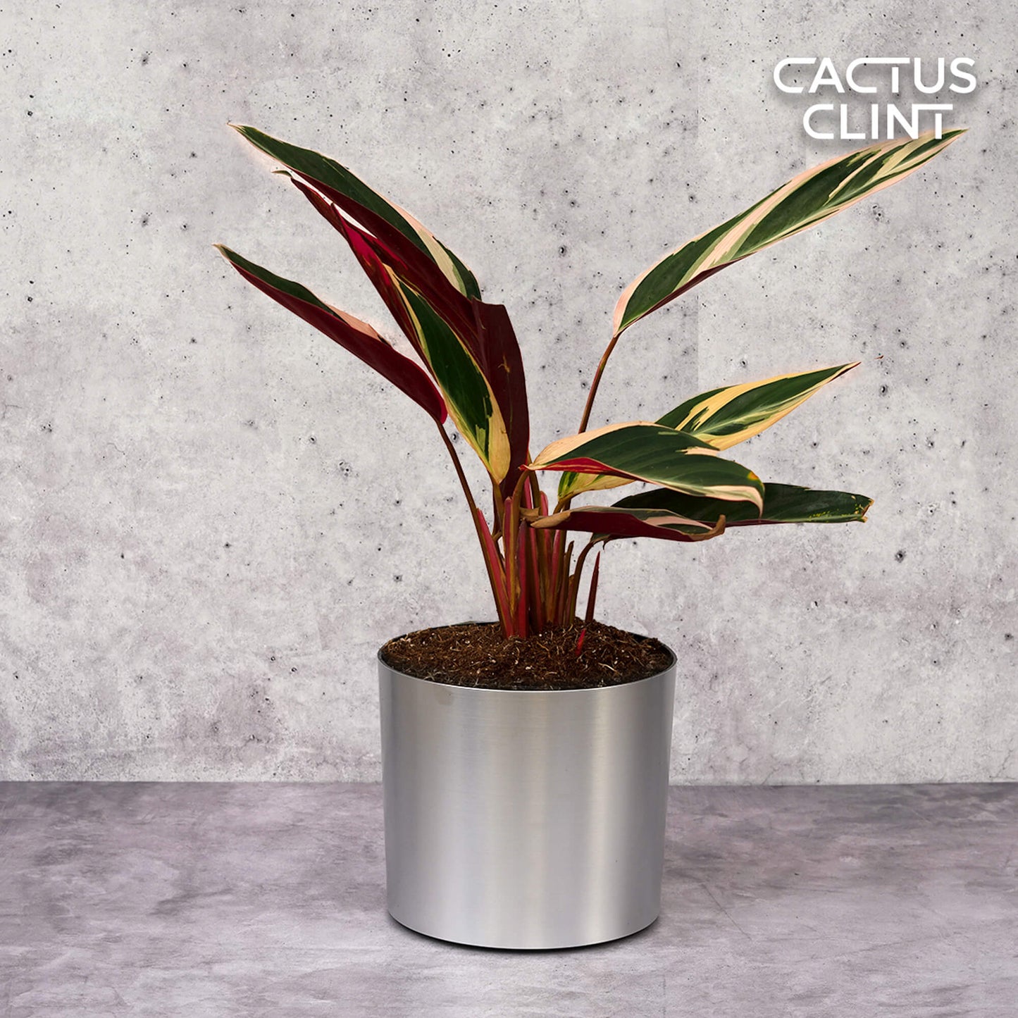 Stromanthe Triostar | Cactus Clint