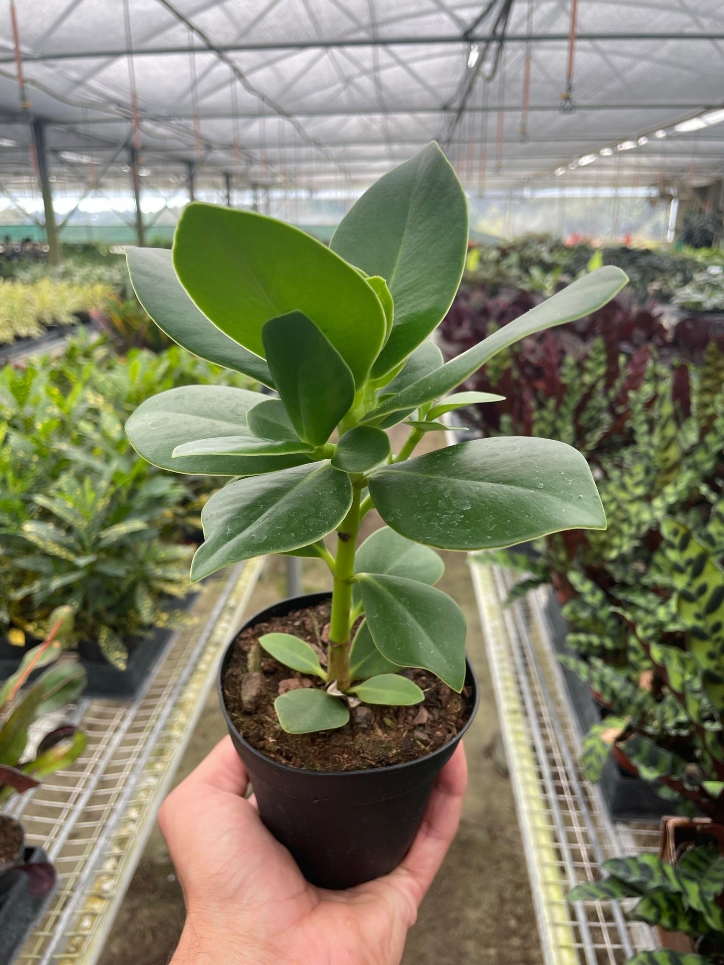 Clusia 'Princess' (Autograph Plant) | Cactus Clint