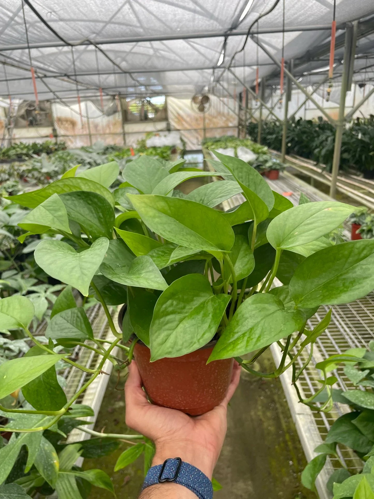 Pothos 'Green Queen' | Cactus Clint