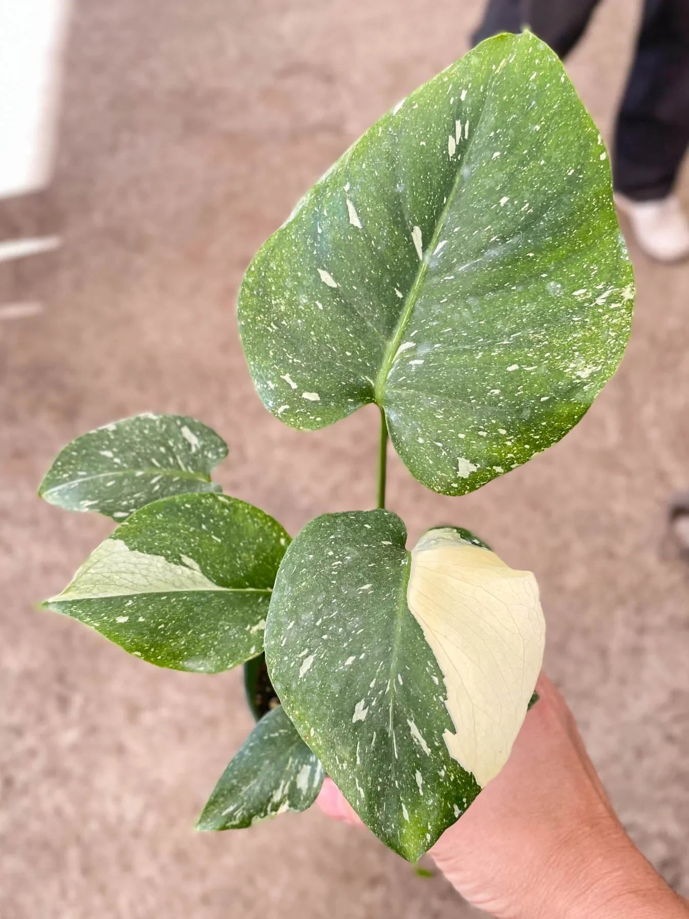 Monstera 'Thai Constellation' | Cactus Clint