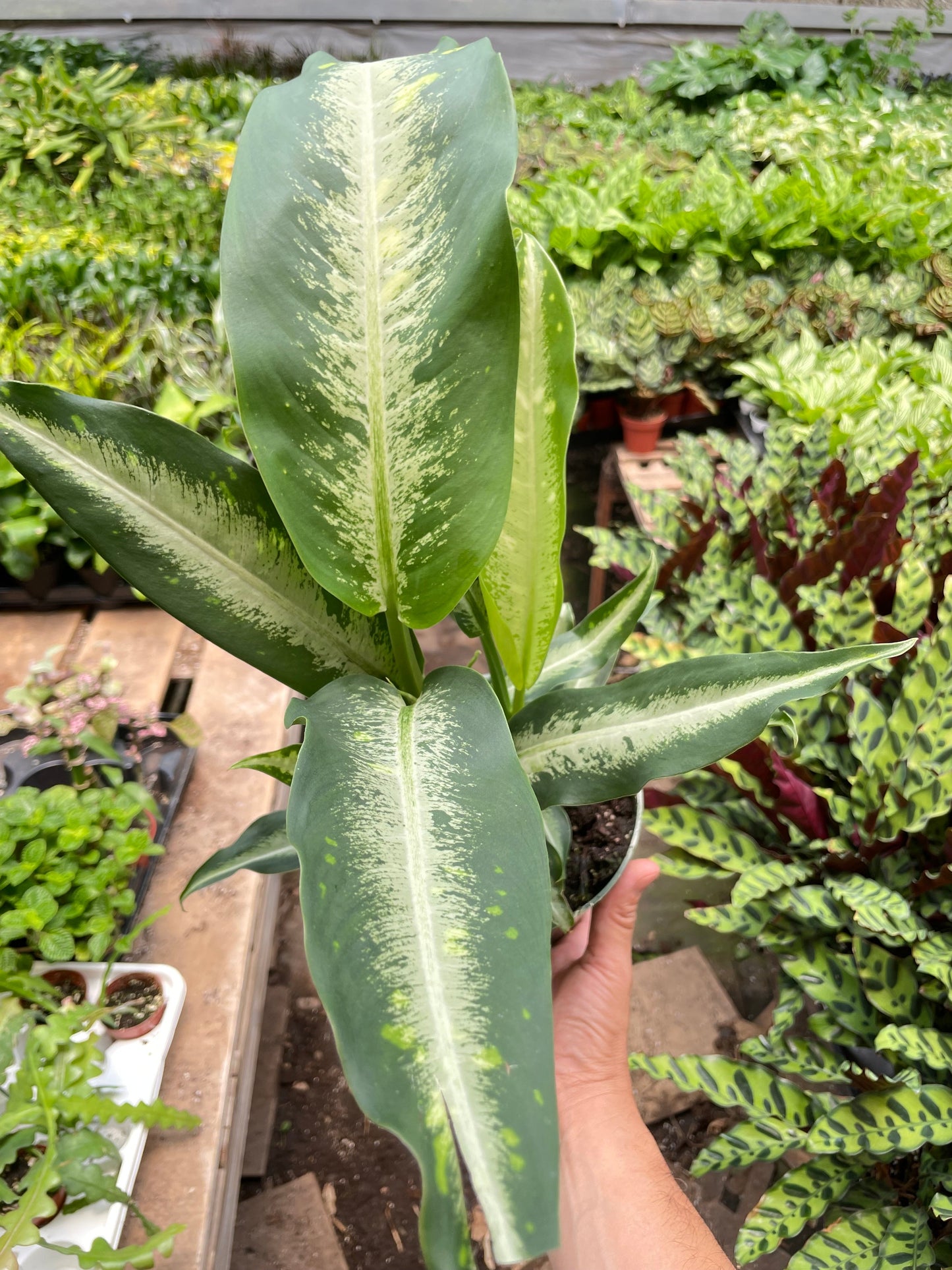 Dieffenbachia Panther | Cactus Clint