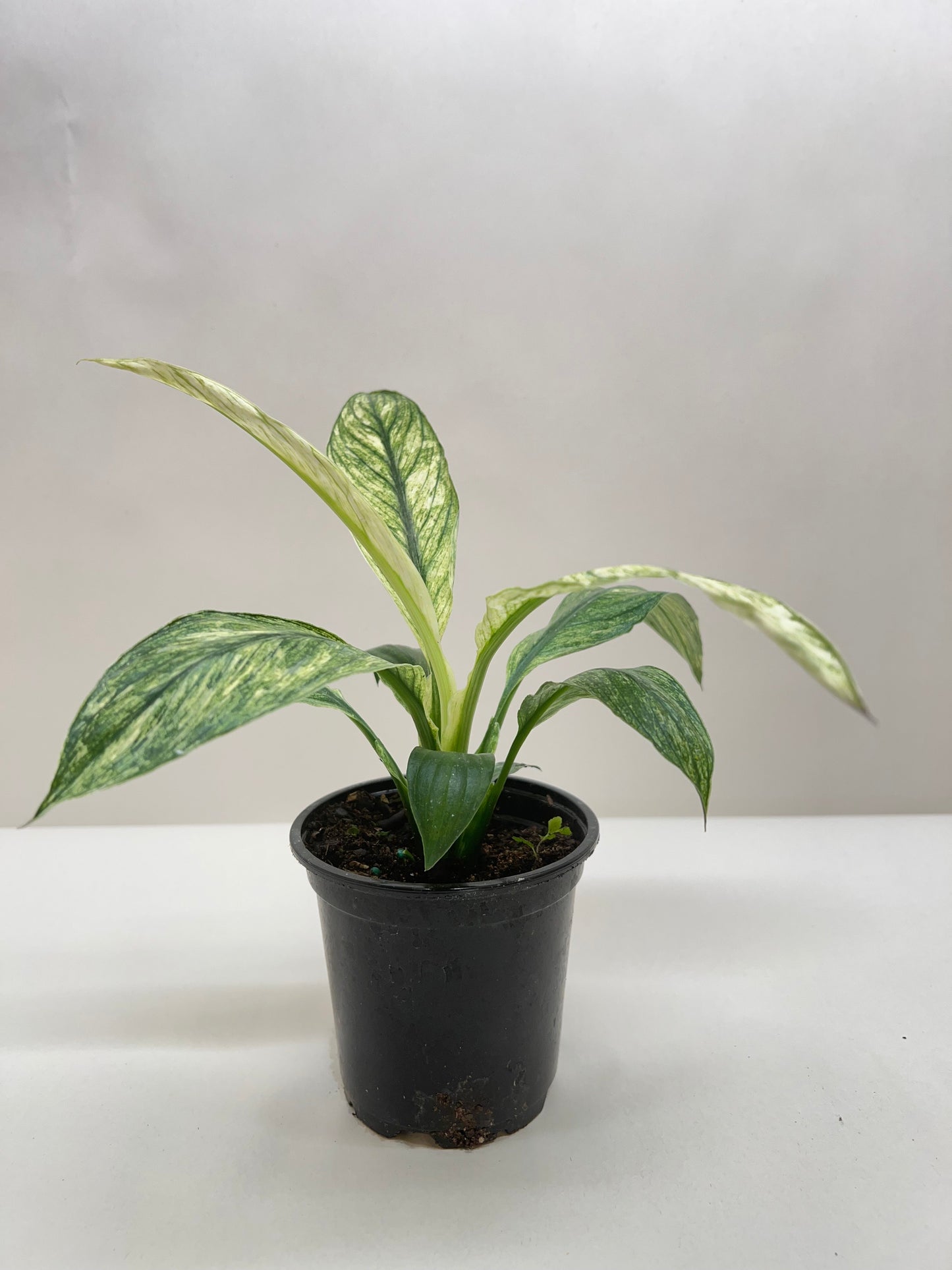 Spathiphyllum Jessica | Cactus Clint