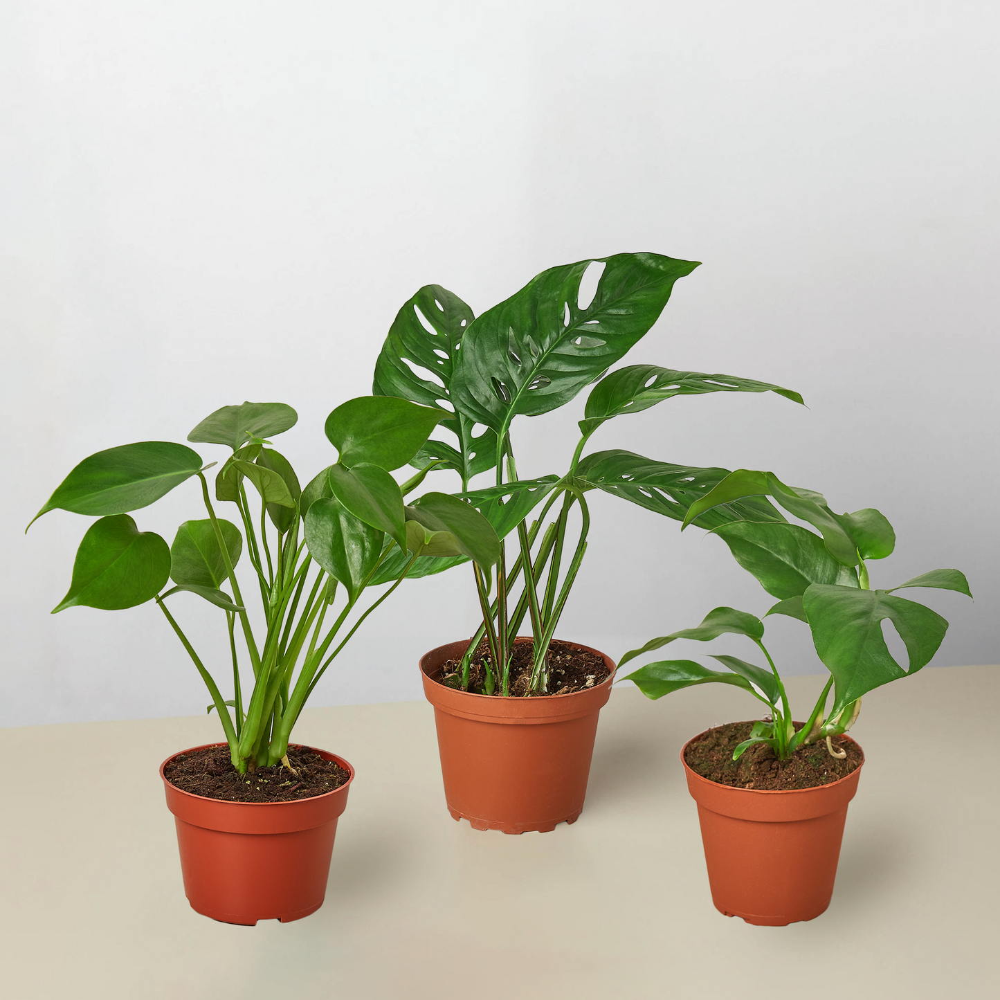 Monstera Bundle | Cactus Clint