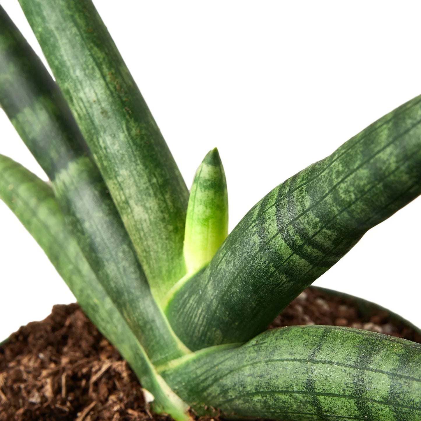 Snake Plant Starfish | Cactus Clint