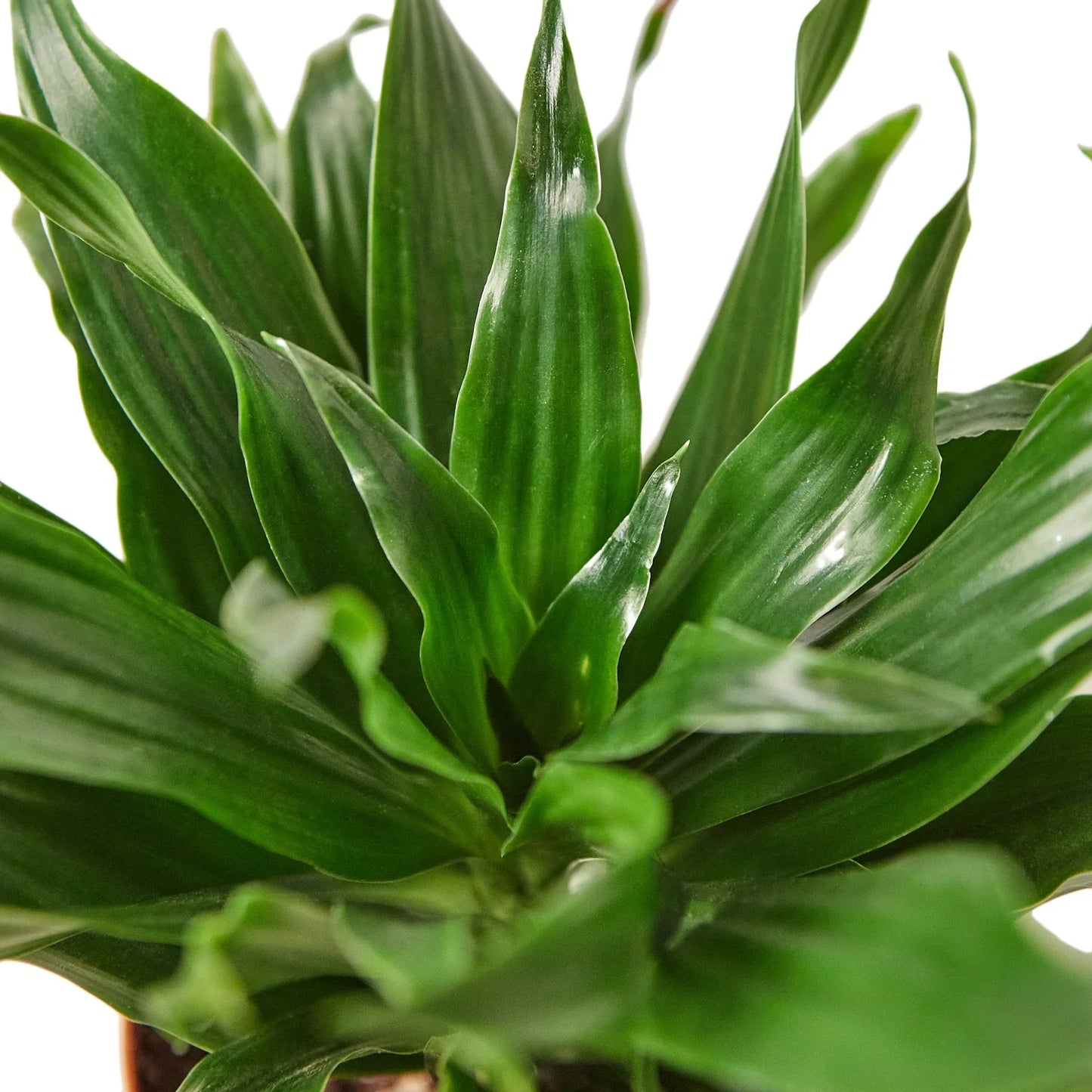 Dracaena 'Janet Craig' | Cactus Clint