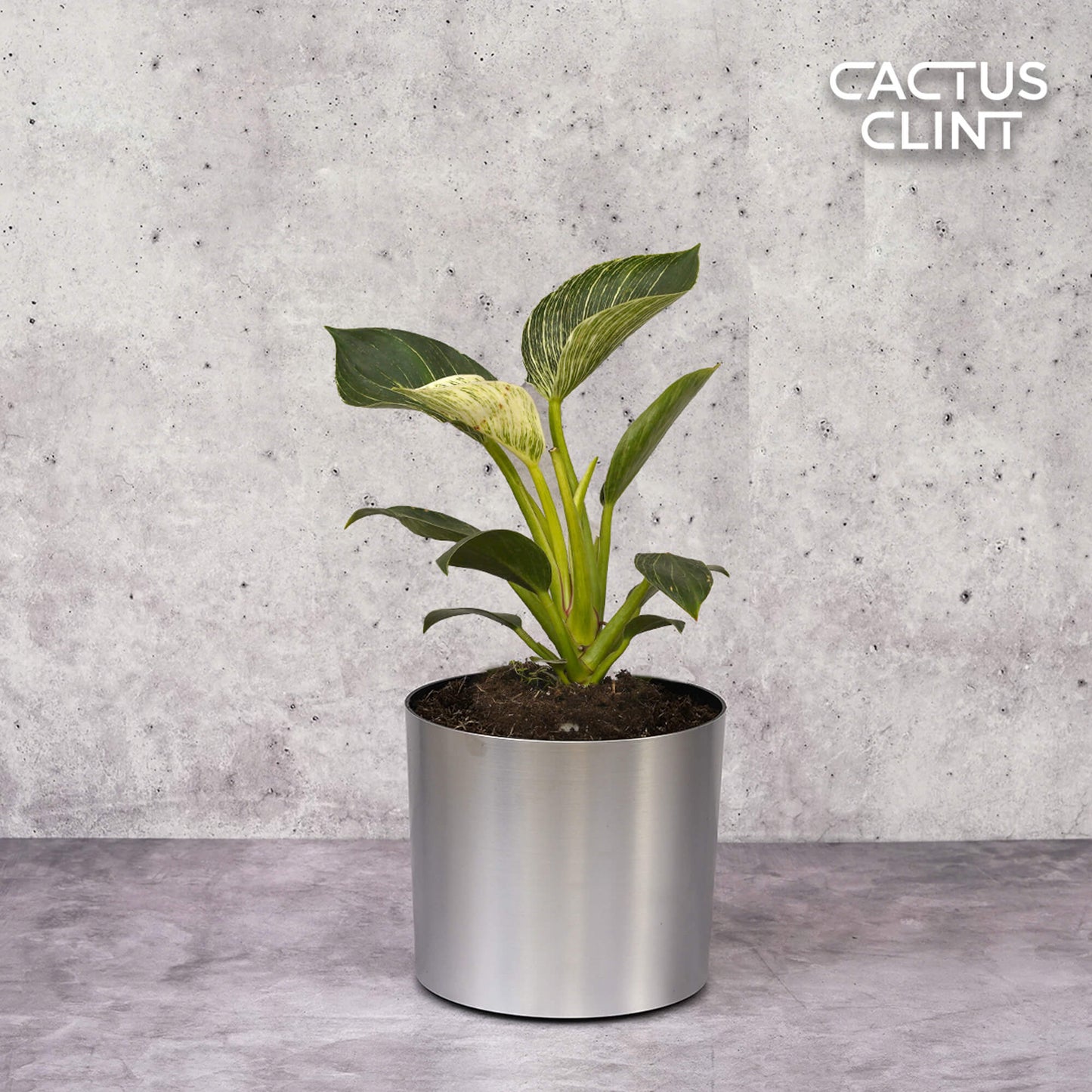 Philodendron 'Birkin' | Cactus Clint
