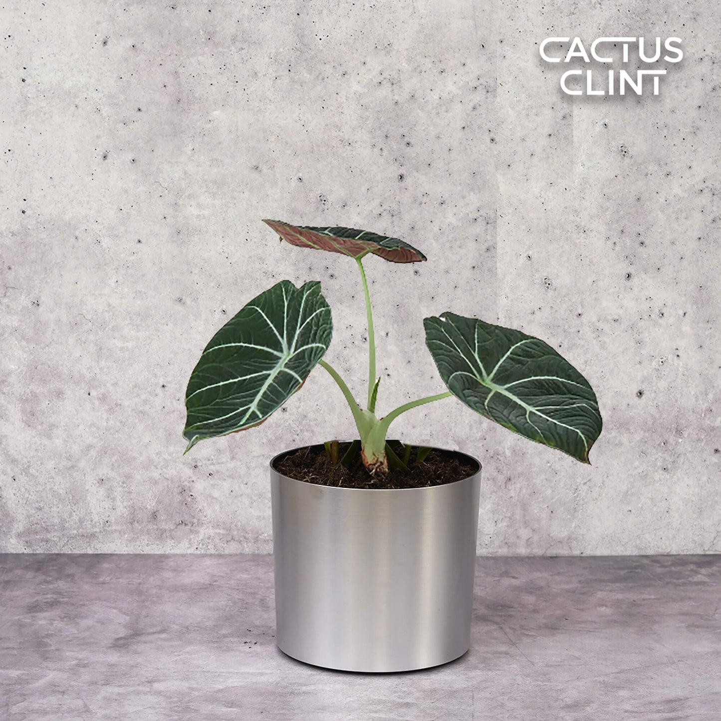 Alocasia Reginula 'Black Velvet' | Cactus Clint