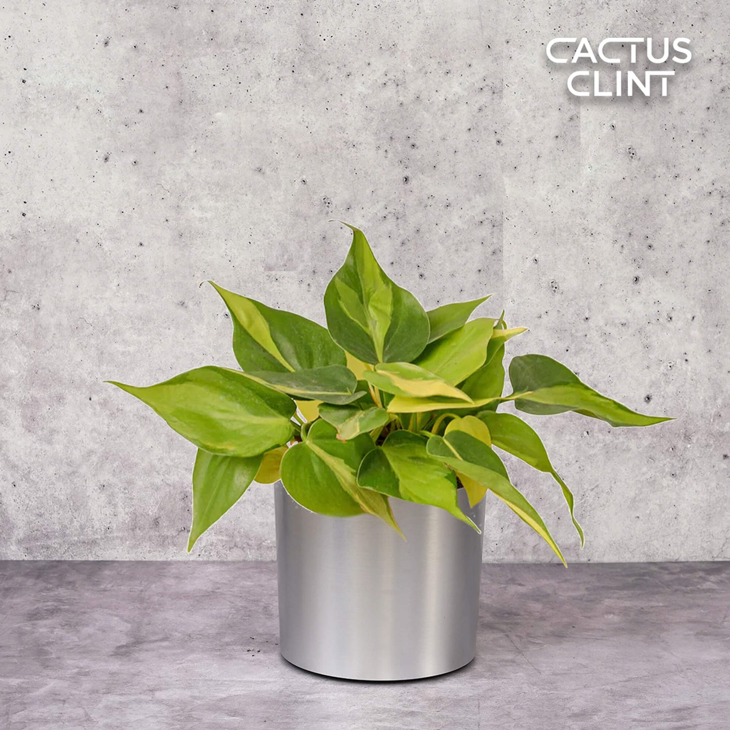Philodendron 'Brasil' | Cactus Clint