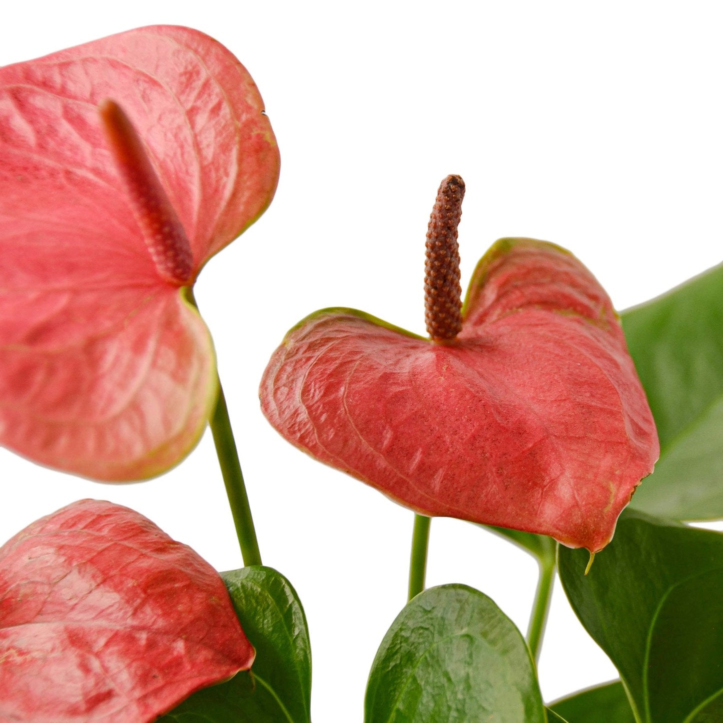 Anthurium 'Pink' | Cactus Clint