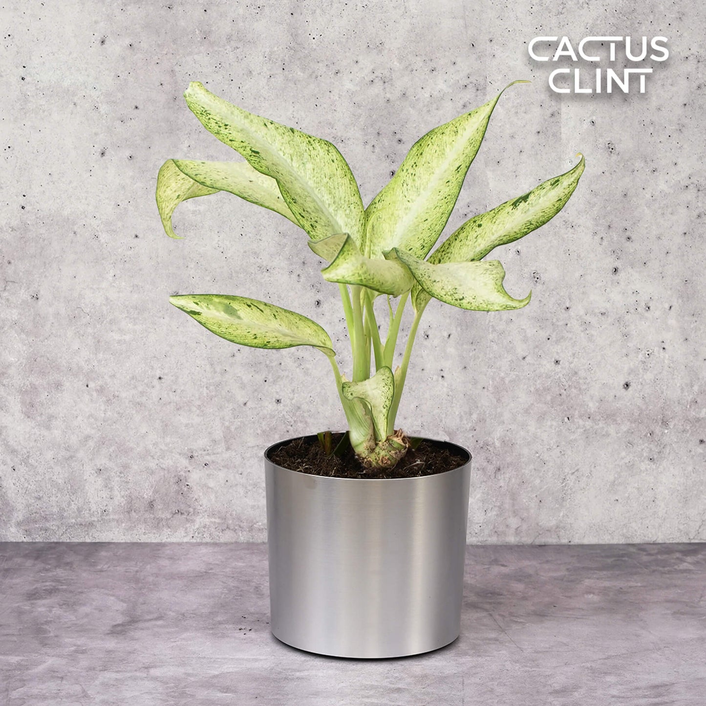 Dieffenbachia 'Camouflage' | Cactus Clint