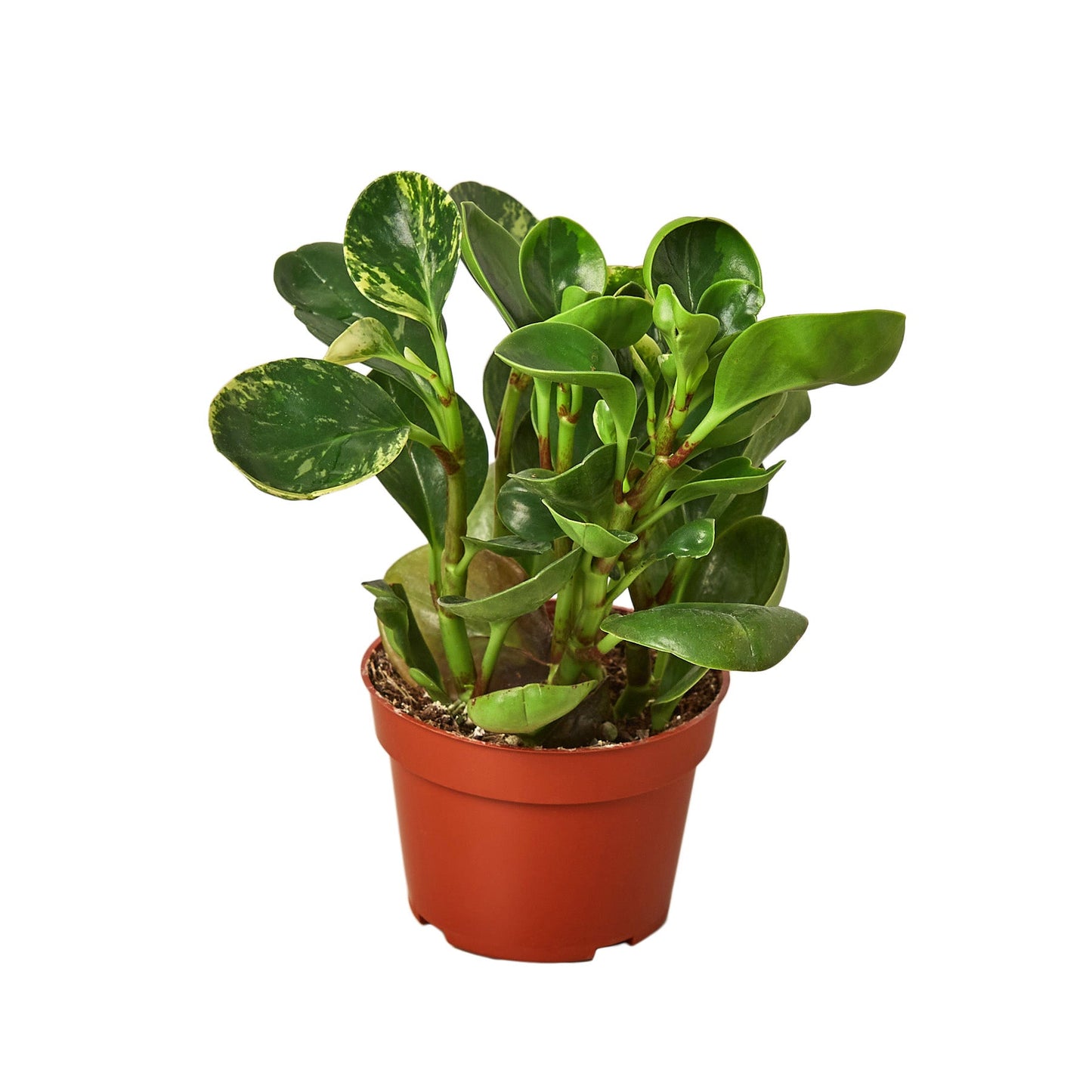 Peperomia 'Marble' | Cactus Clint
