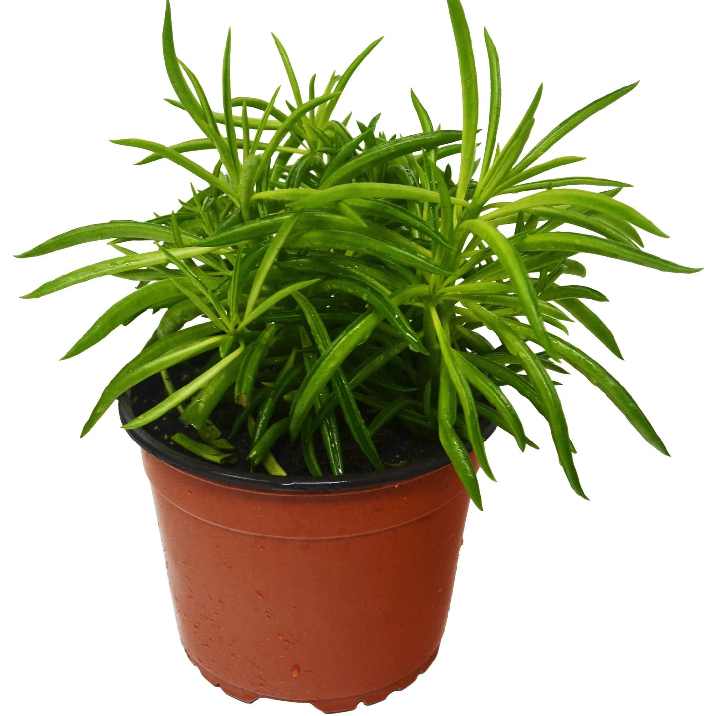 Peperomia 'Green Bean' | Cactus Clint