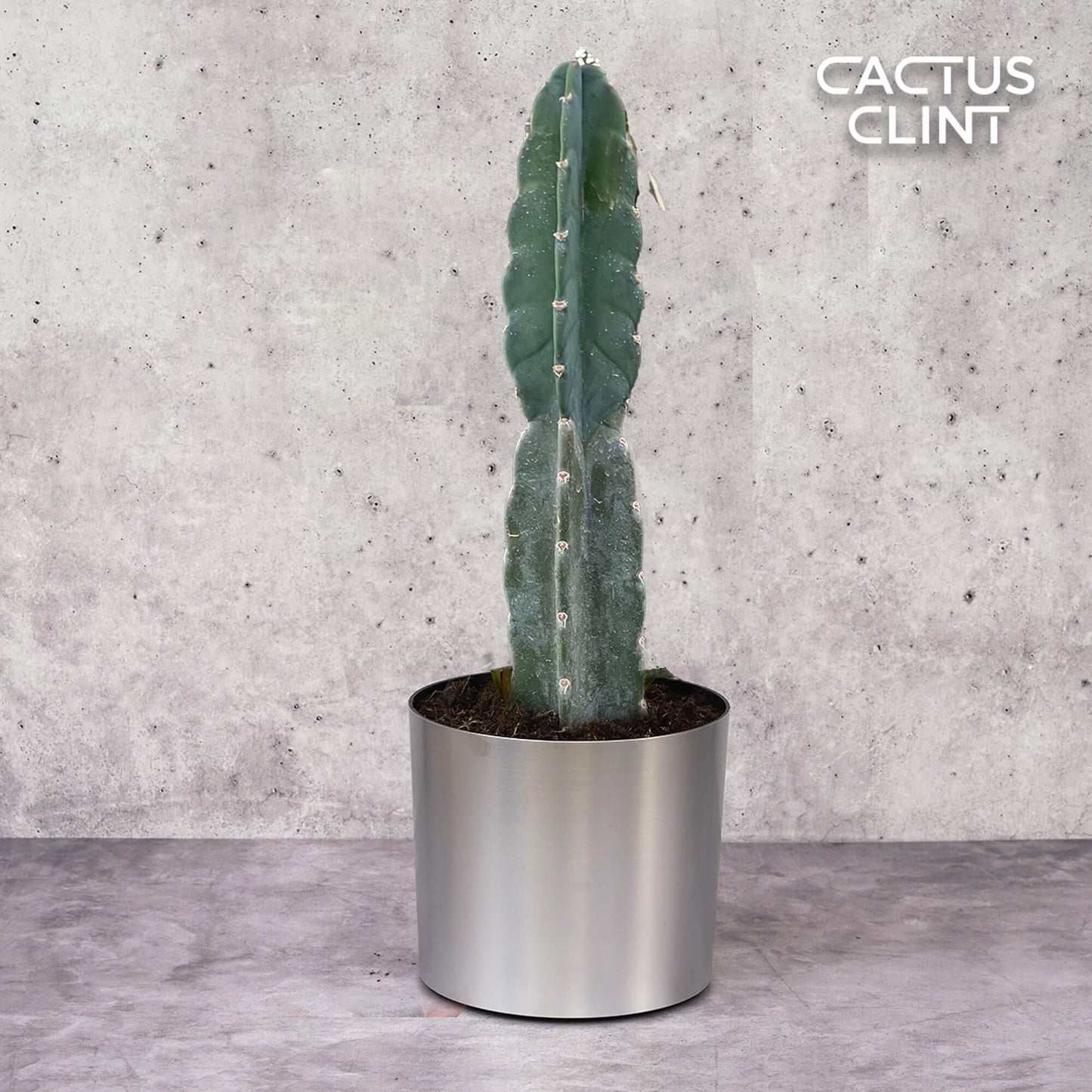 Succulent Cereus Cuddly Cactus | Cactus Clint