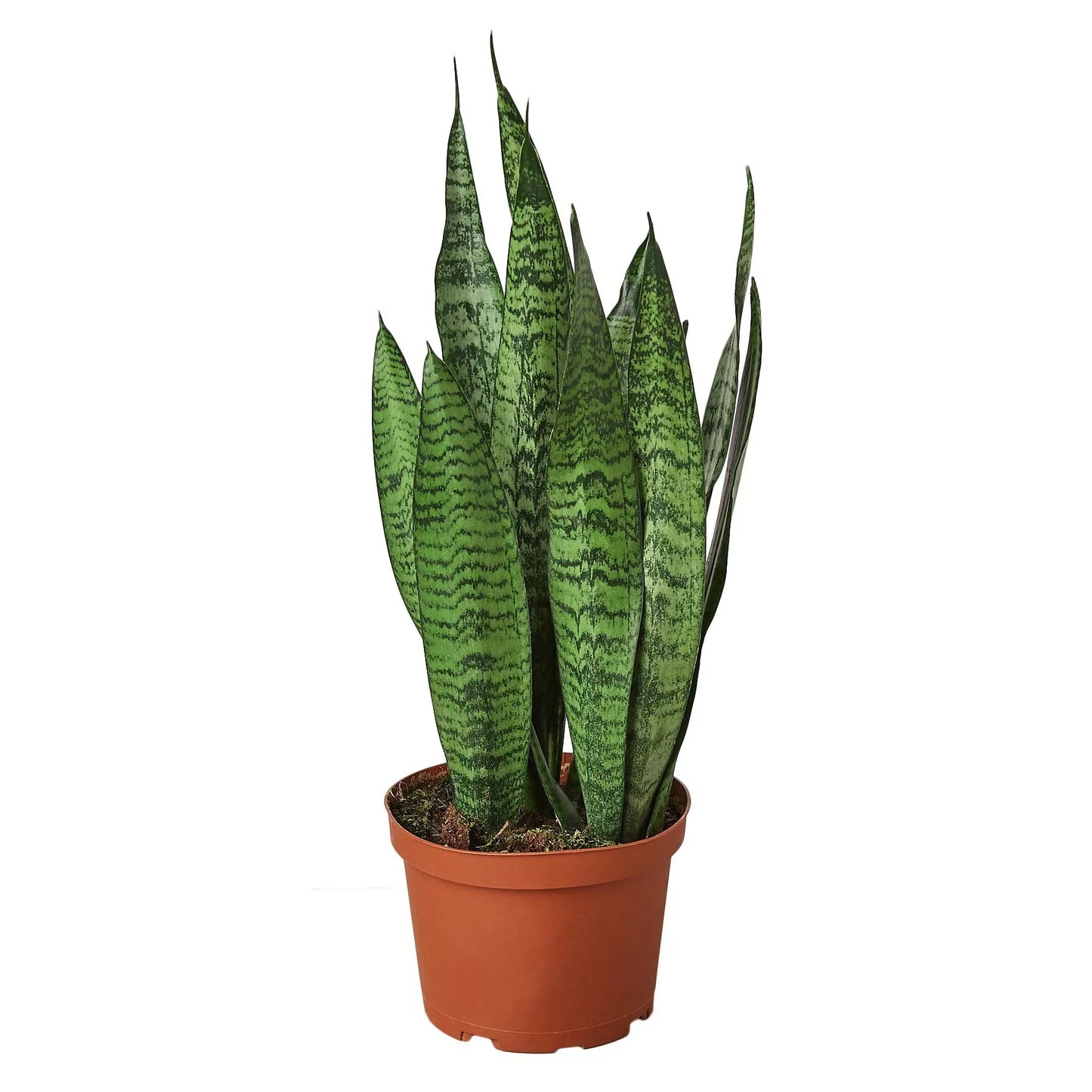 Snake Plant 'Zeylanica' | Cactus Clint