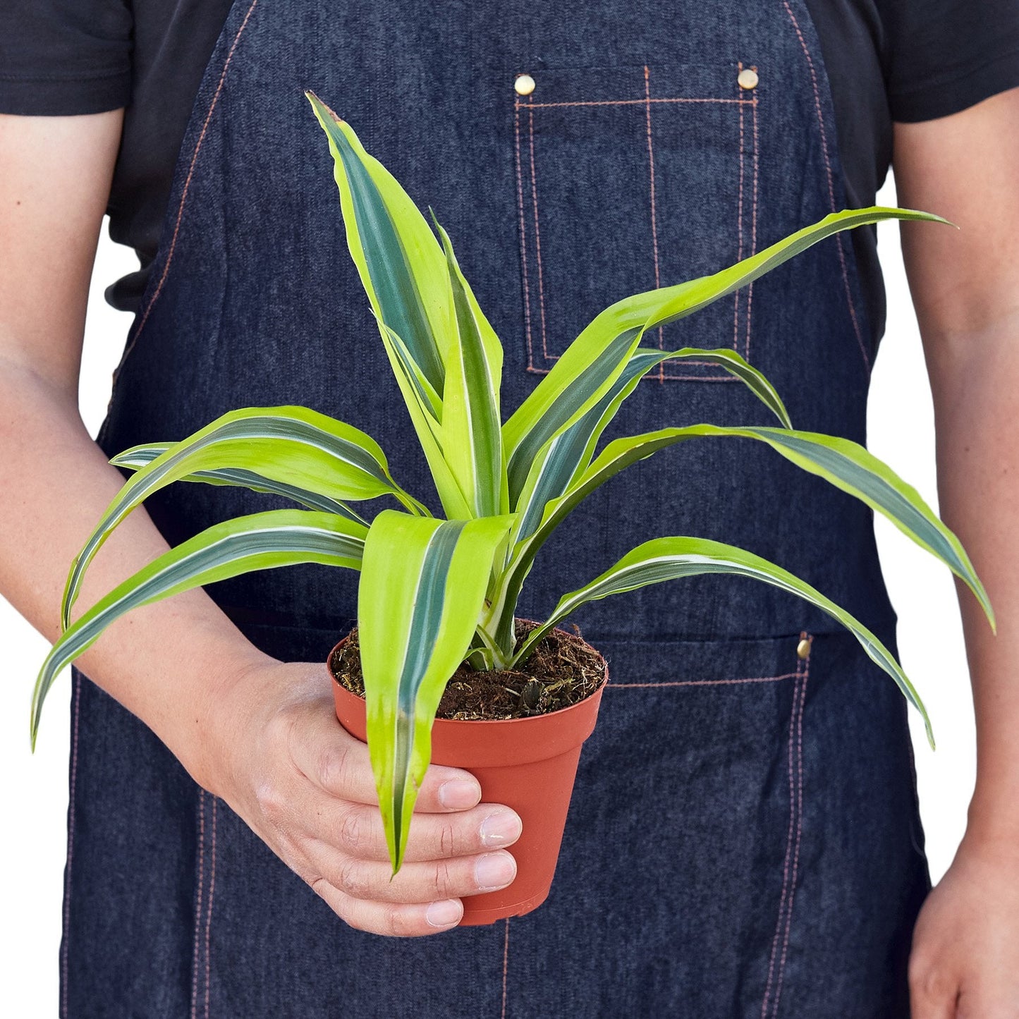 Dracaena Deremensis 'Lemon Lime' | Cactus Clint