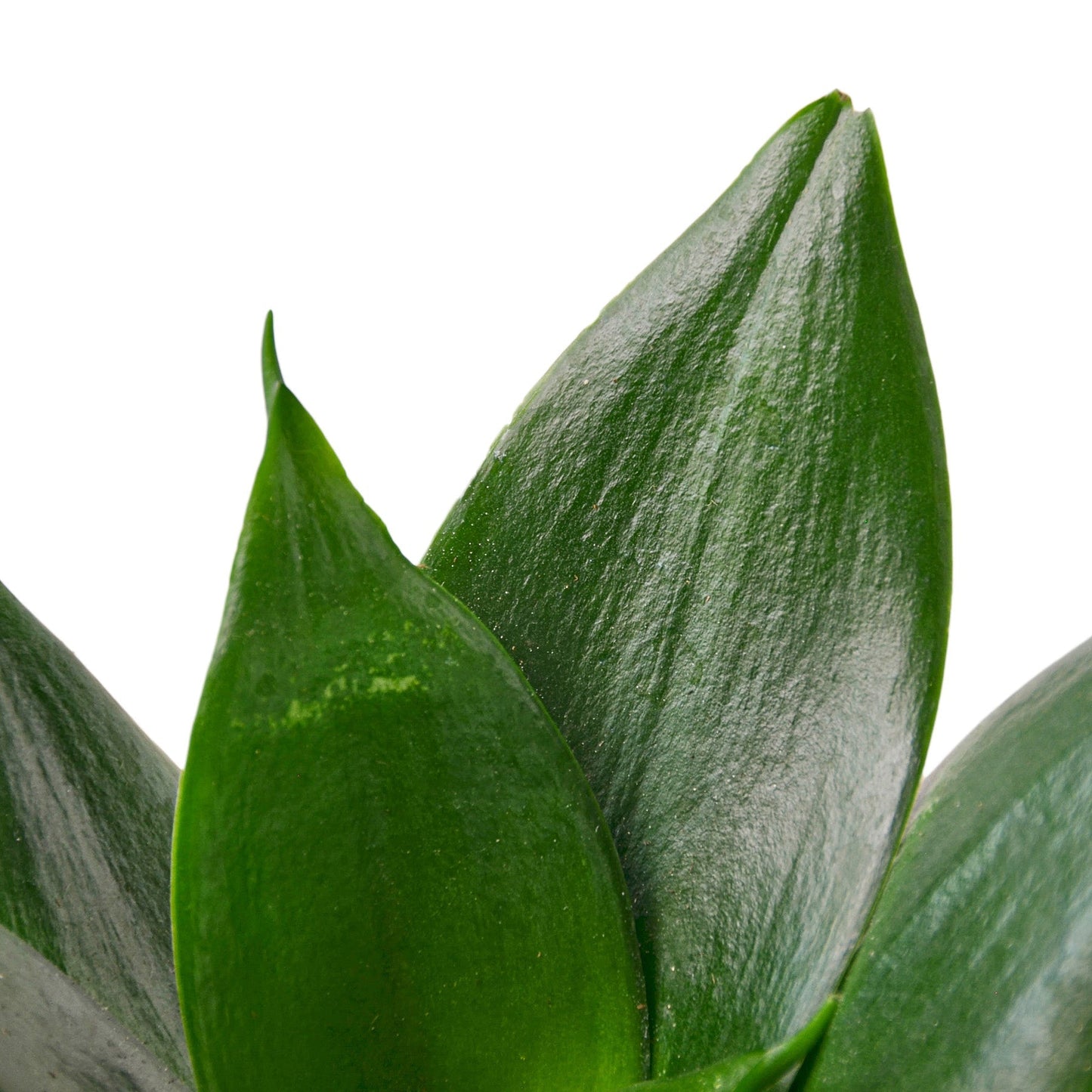 Snake Plant Jade | Cactus Clint