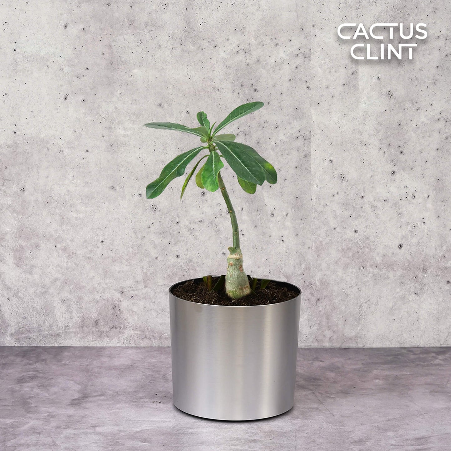 Succulent Adenium Obesum 'Desert Rose' | Cactus Clint