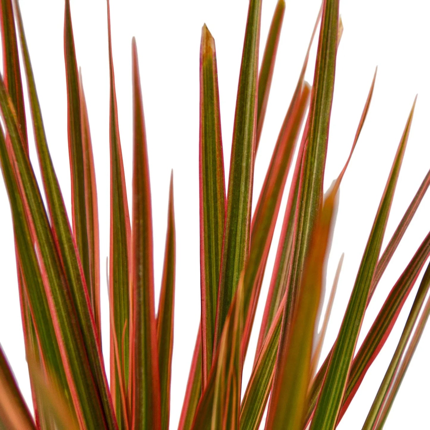 Dracaena 'Colorama' | Cactus Clint