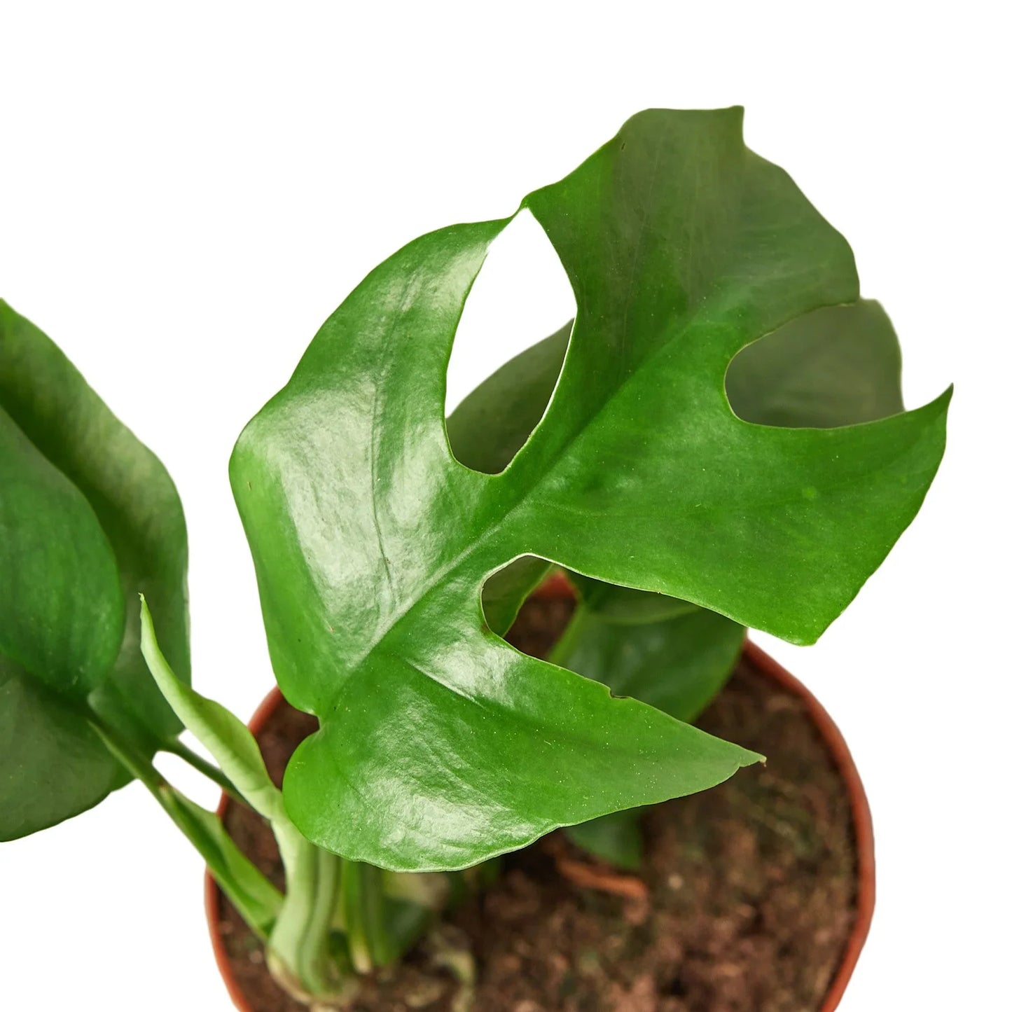 Philodendron Mini Monstera Minima | Cactus Clint